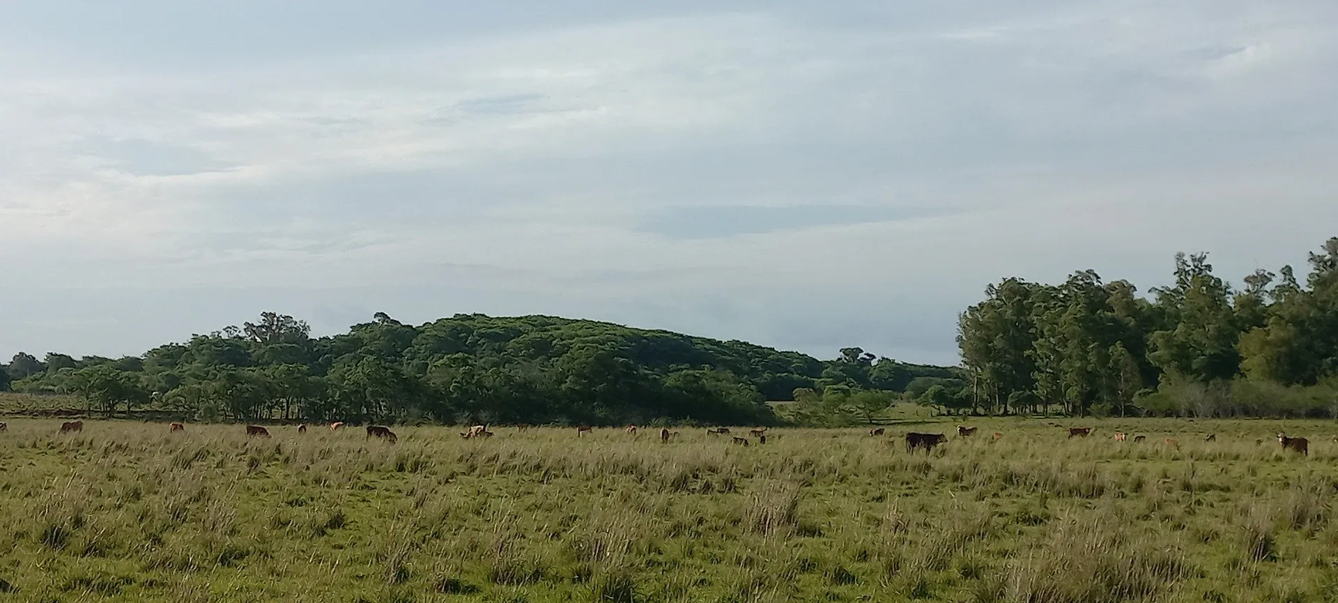 Campo Se Vende, De 214 Has. Zona Gdor. Virasoro - Corrientes