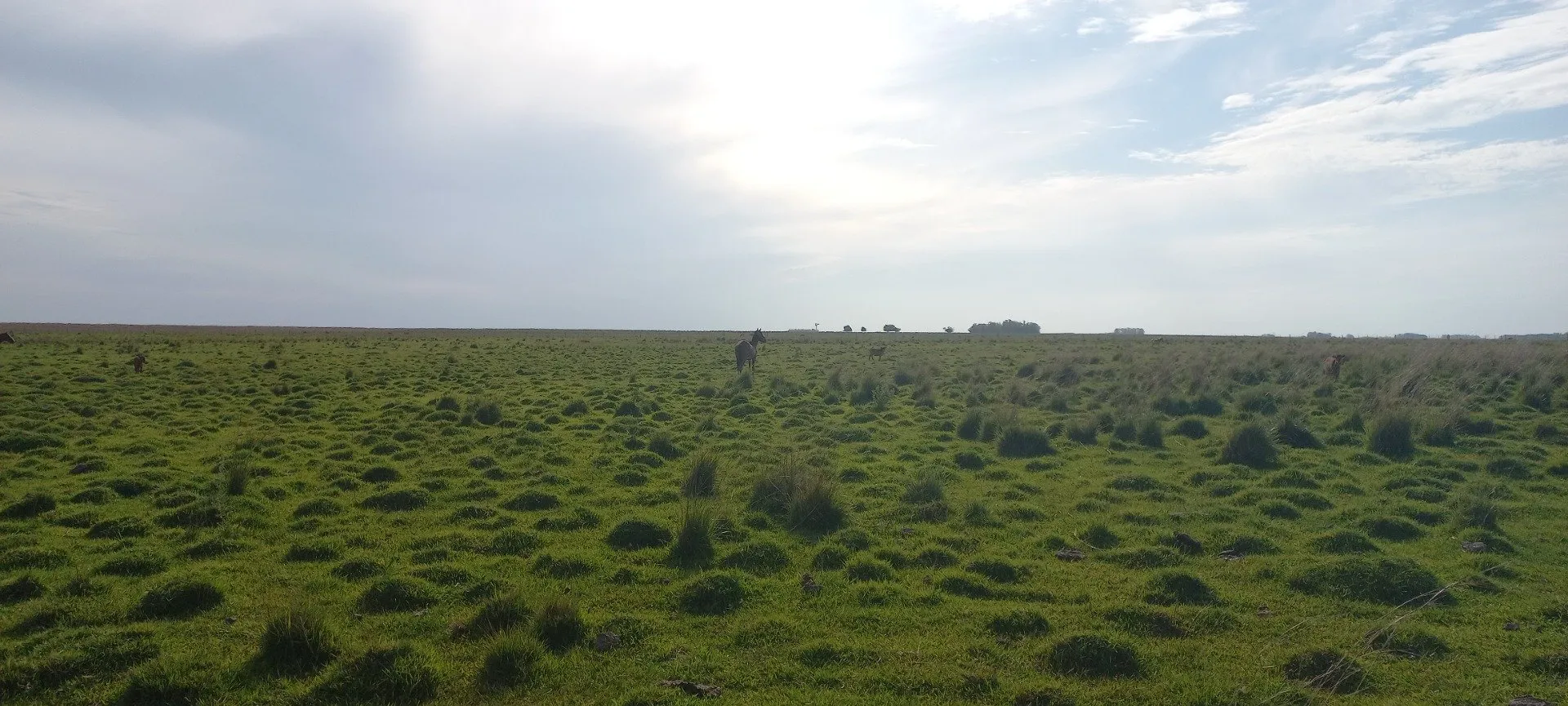 Campo Se Vende, De 214 Has. Zona Gdor. Virasoro - Corrientes