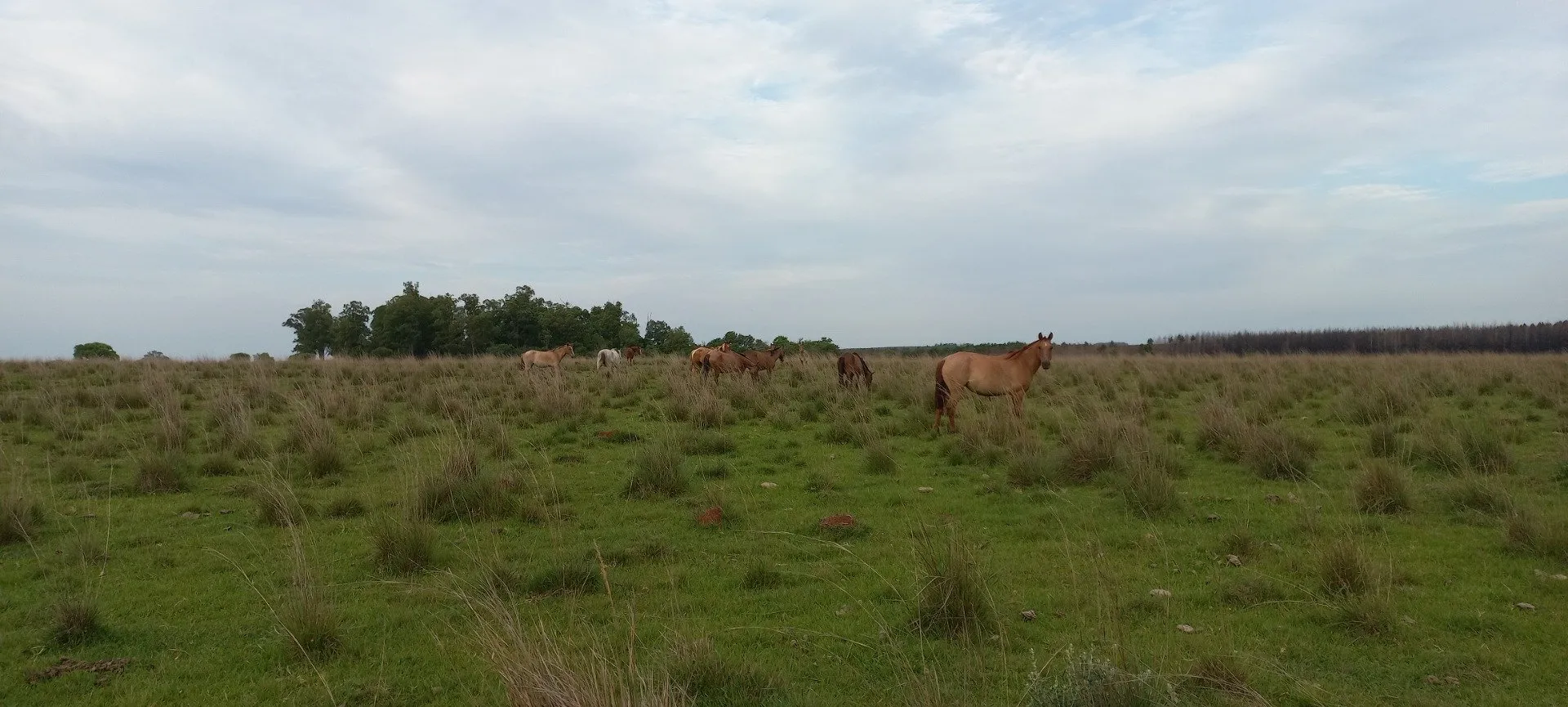 Campo Se Vende, De 214 Has. Zona Gdor. Virasoro - Corrientes