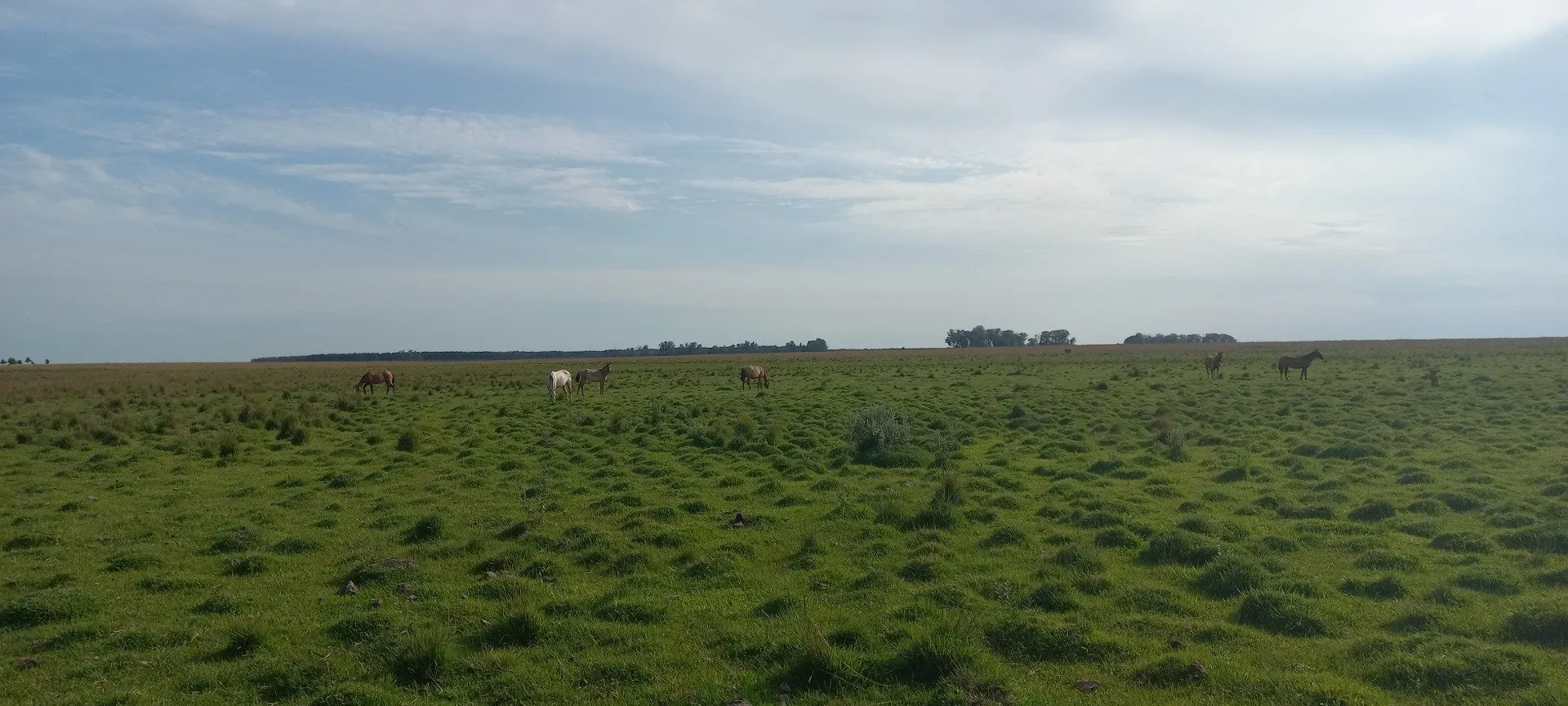 Campo Se Vende, De 214 Has. Zona Gdor. Virasoro - Corrientes