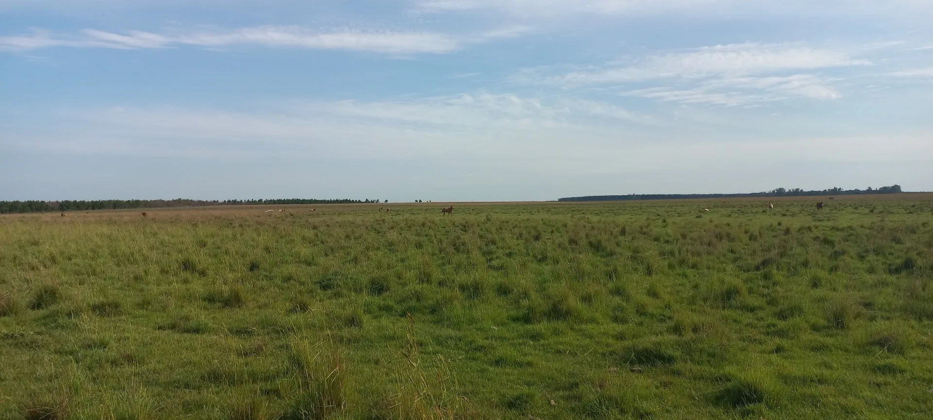 Campo Se Vende, De 214 Has. Zona Gdor. Virasoro - Corrientes