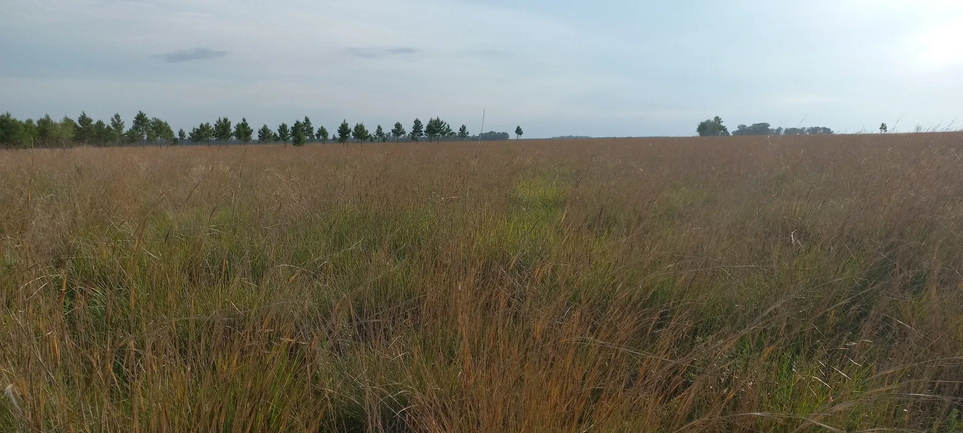Campo Se Vende, De 214 Has. Zona Gdor. Virasoro - Corrientes