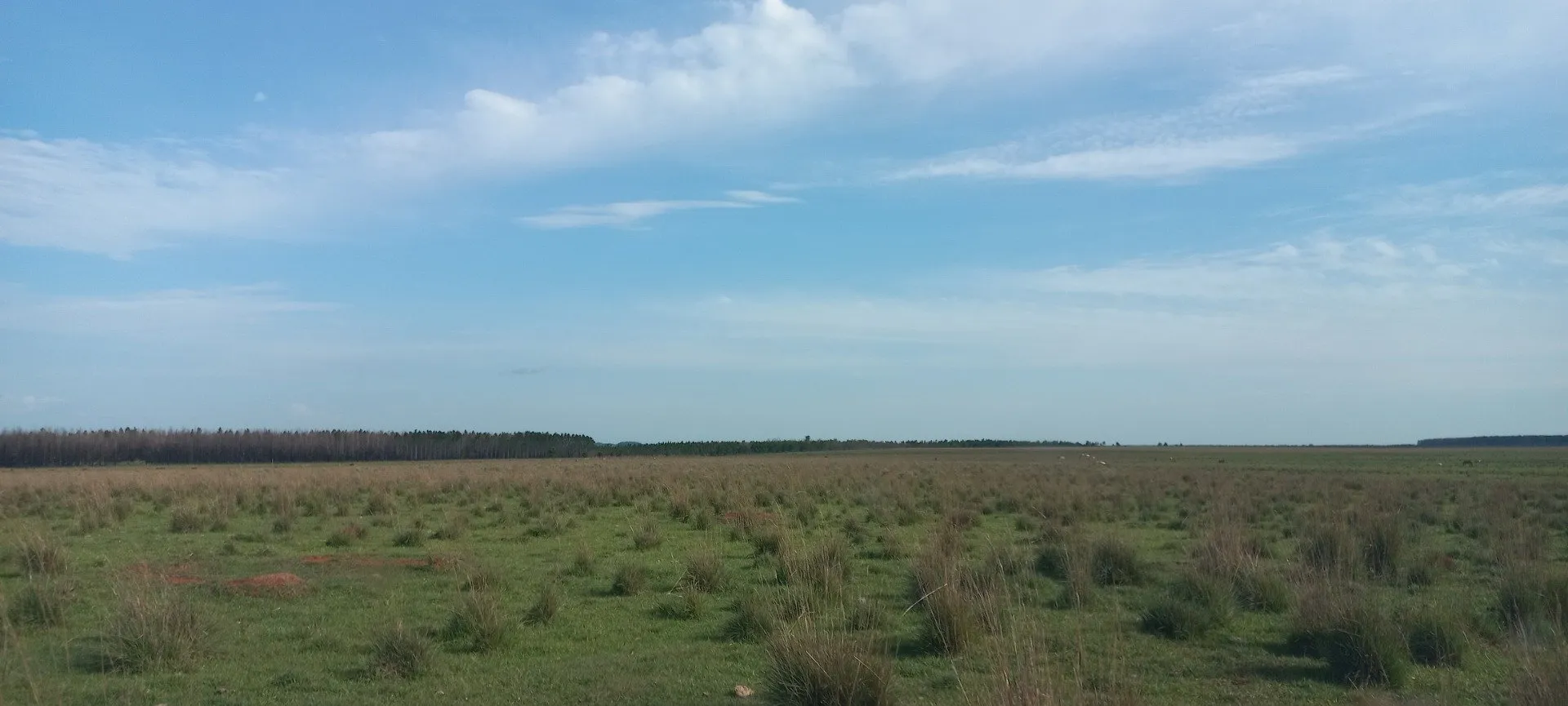 Campo Se Vende, De 214 Has. Zona Gdor. Virasoro - Corrientes