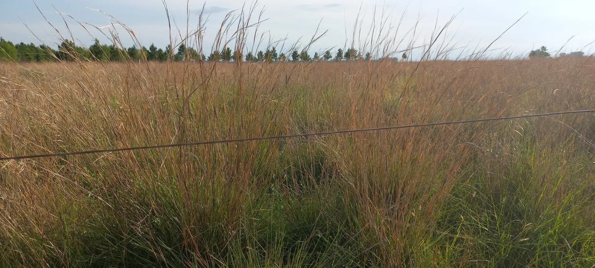 Campo Se Vende, De 214 Has. Zona Gdor. Virasoro - Corrientes