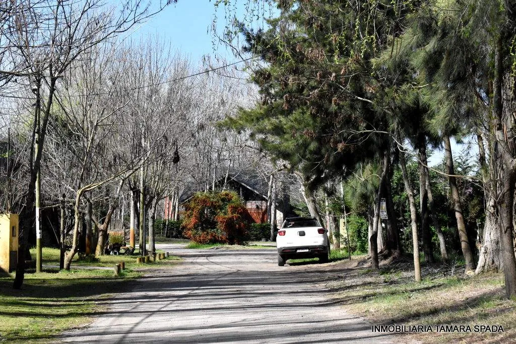 LAS CATALPAS Y ALAMOS DE PRIMAVERA