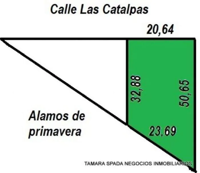 LAS CATALPAS Y ALAMOS DE PRIMAVERA