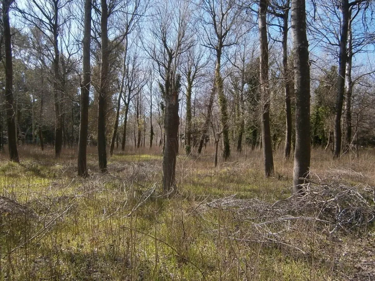 Paseo Del Bosque Manzana F1 Lote 19b