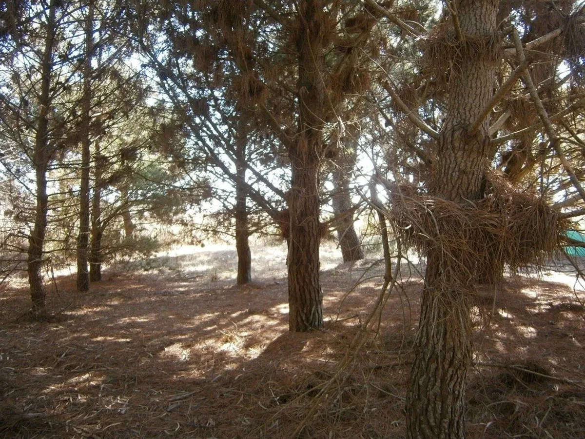 Santa Teresita    Paseo Del Bosque