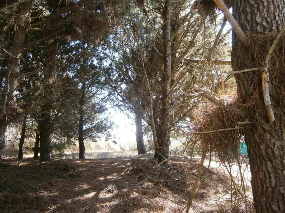 Santa Teresita    Paseo Del Bosque