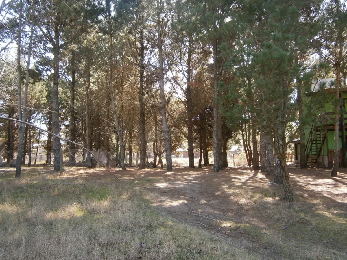 Lote Forestado De 500m2 En Paseo Del Bosque 22a