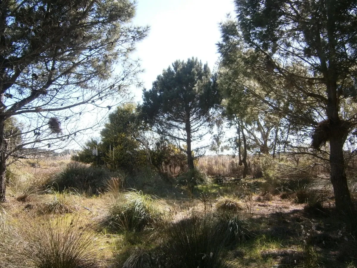 Lote De 500 M2 En Venta.      Paseo Del Bosque Santa Teresita!!