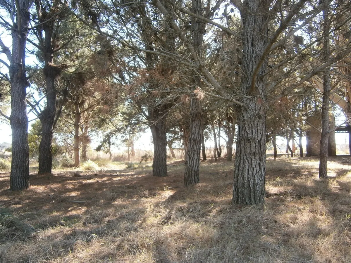 Hermoso Lote De 600 M2 En Paseo Del Bosque Santa Teresita