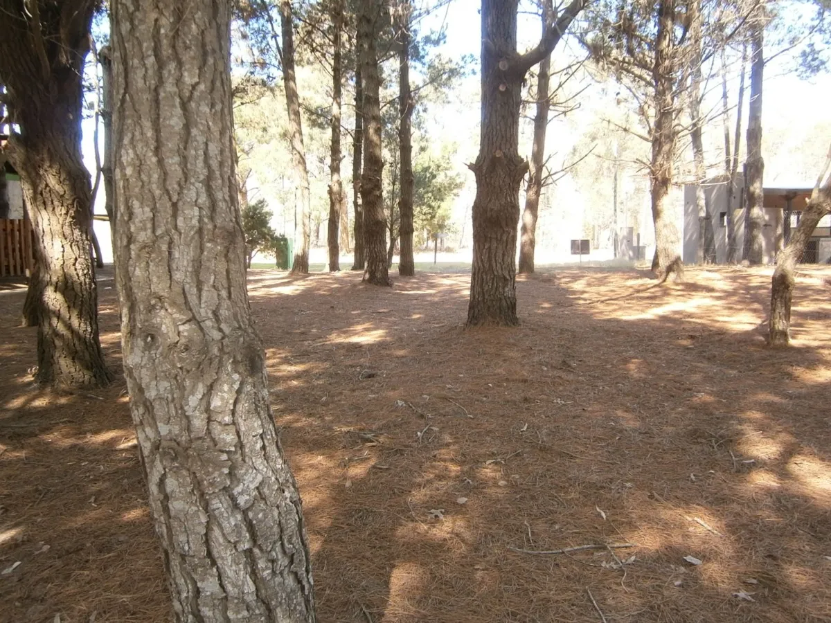 Se Vende Lote Forestado En Paseo Del Bosque!! 21b