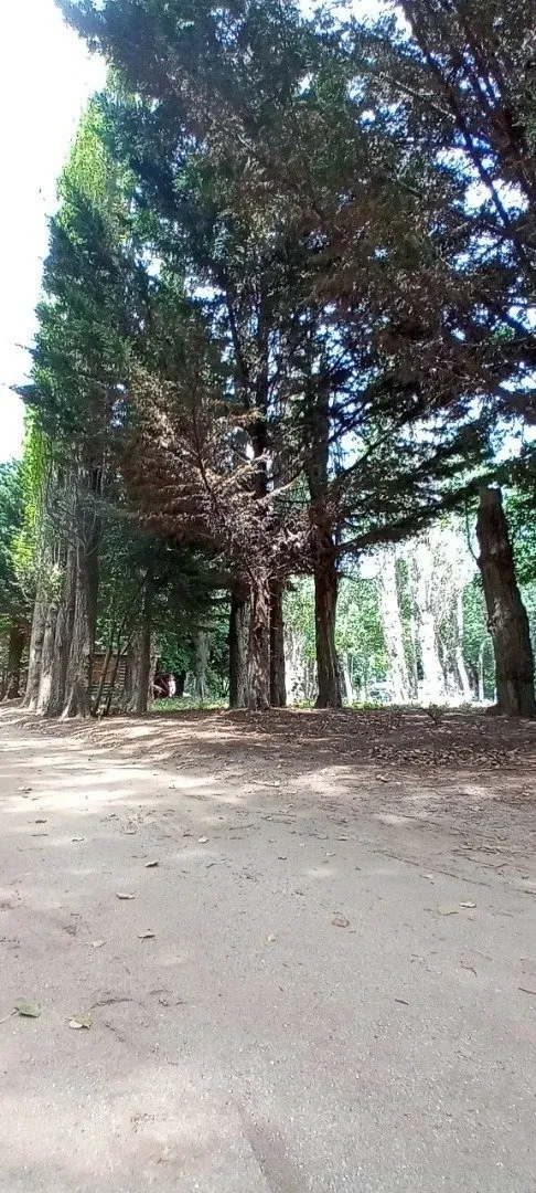 2 Lotes Juntos Paseo Del Bosque