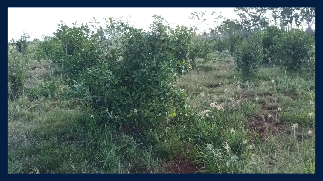 Chacra Productiva de 25 Hectáreas en Venta – San José, Misiones