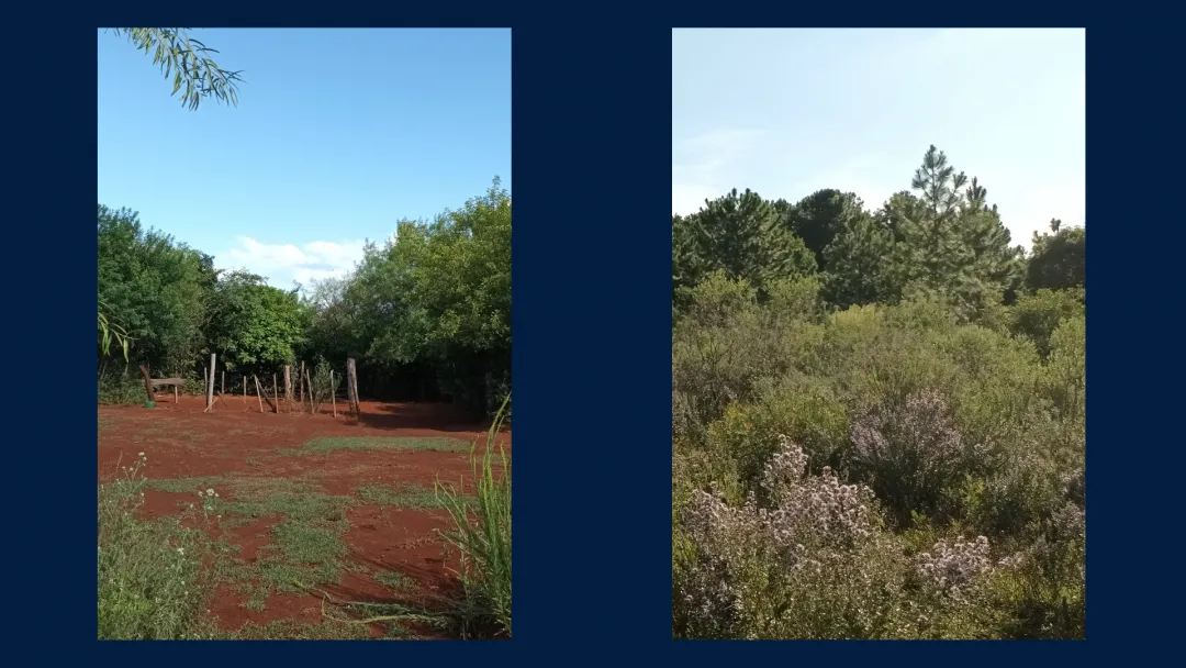 Chacra Productiva de 25 Hectáreas en Venta – San José, Misiones
