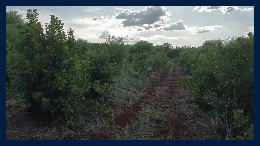 Chacra Productiva de 25 Hectáreas en Venta – San José, Misiones