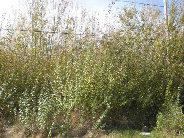Terreno con amplio frente EN LAS TONINAS