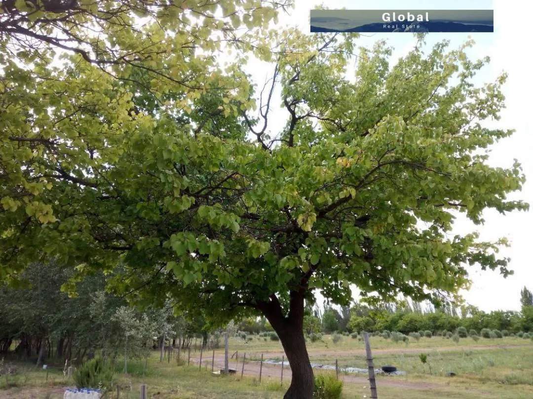 Excelente Finca De 31 Has En San Rafael , Mendoza Zona Vitivinícola Argentina