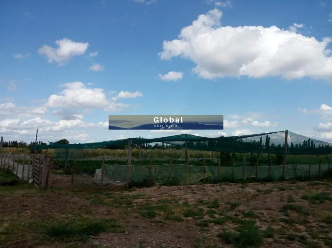 Excelente Finca De 31 Has En San Rafael , Mendoza Zona Vitivinícola Argentina
