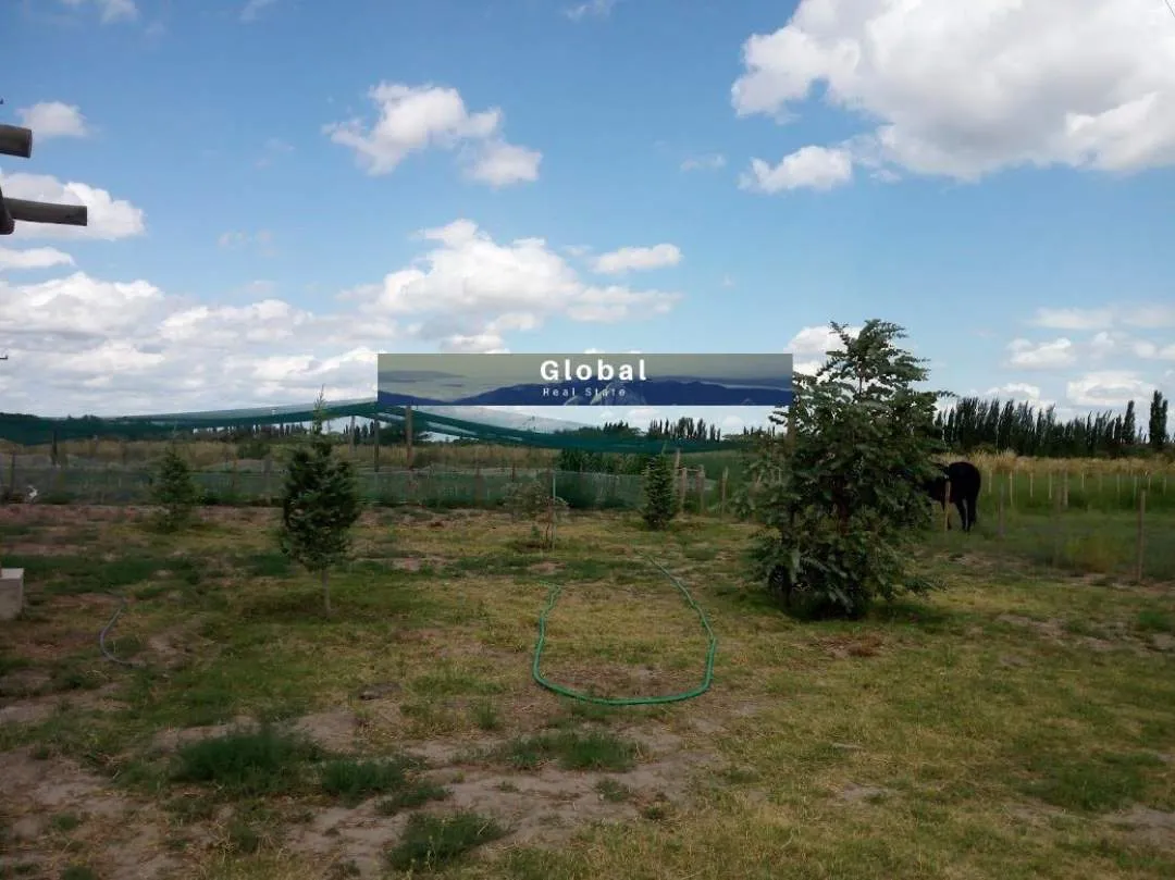 Excelente Finca De 31 Has En San Rafael , Mendoza Zona Vitivinícola Argentina