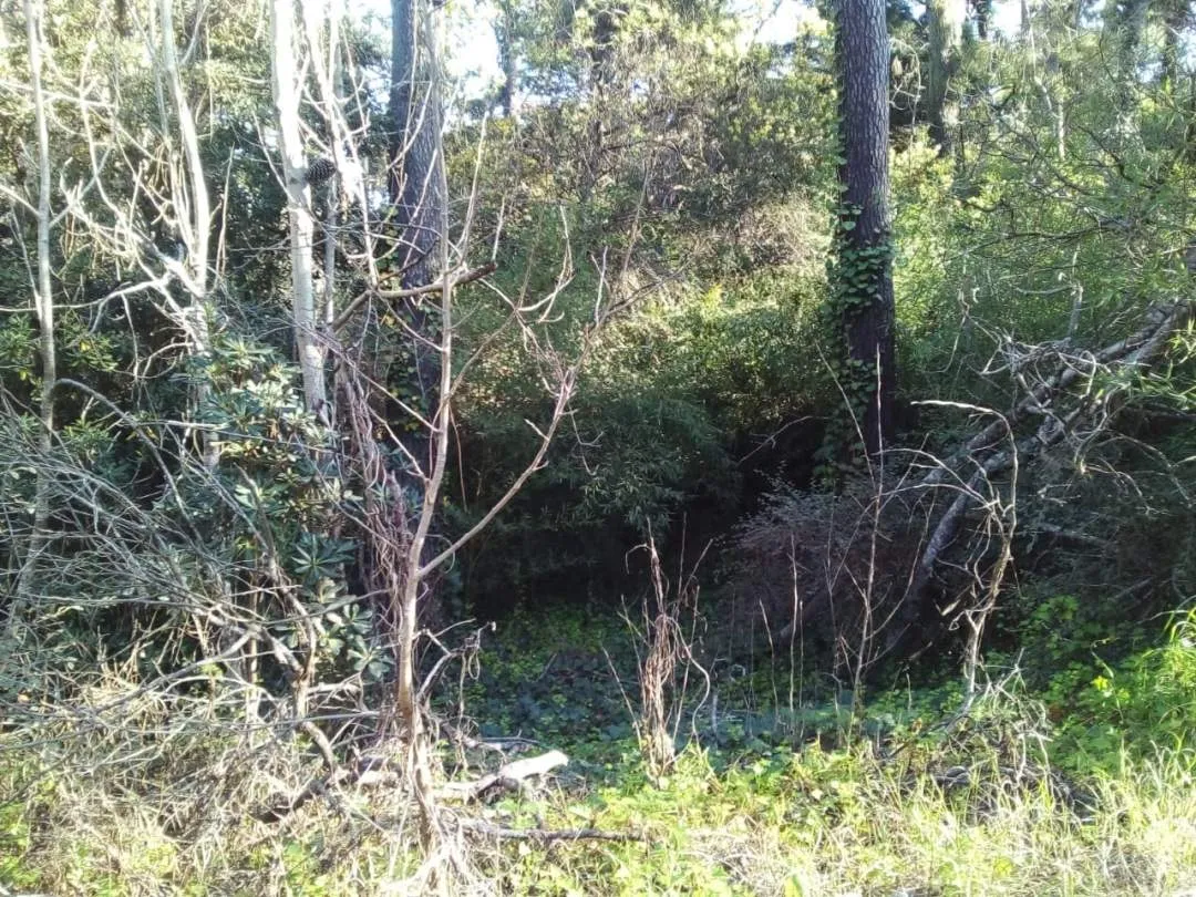En Carilo| Lote en calle Palmera y Jilguero.