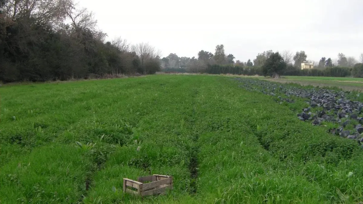 Terreno - Villa Astolfi