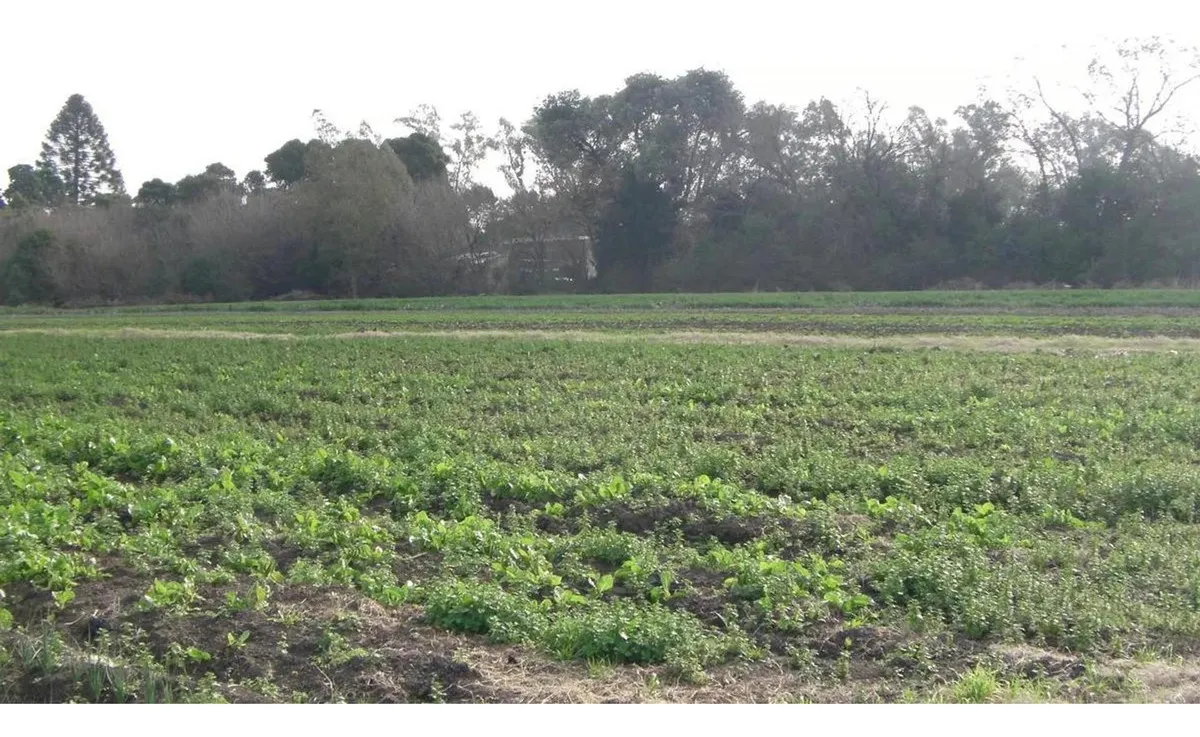 Terreno - Villa Astolfi