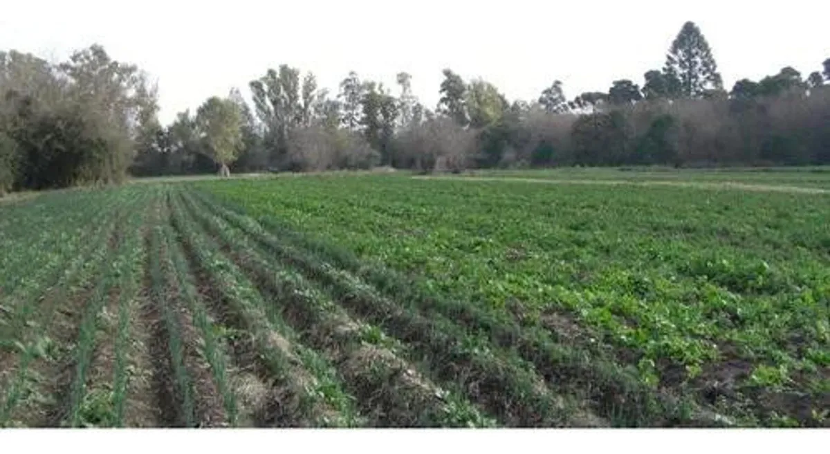 Terreno - Villa Astolfi