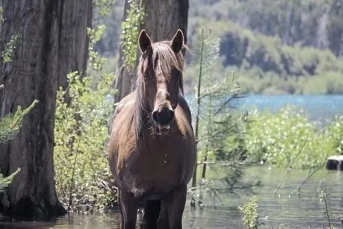 En Chubut | Hostería Frente al lago Epuyén