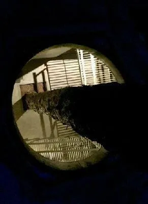 En Cariló | Pino, Confortable casa en pleno bosque! A1.-